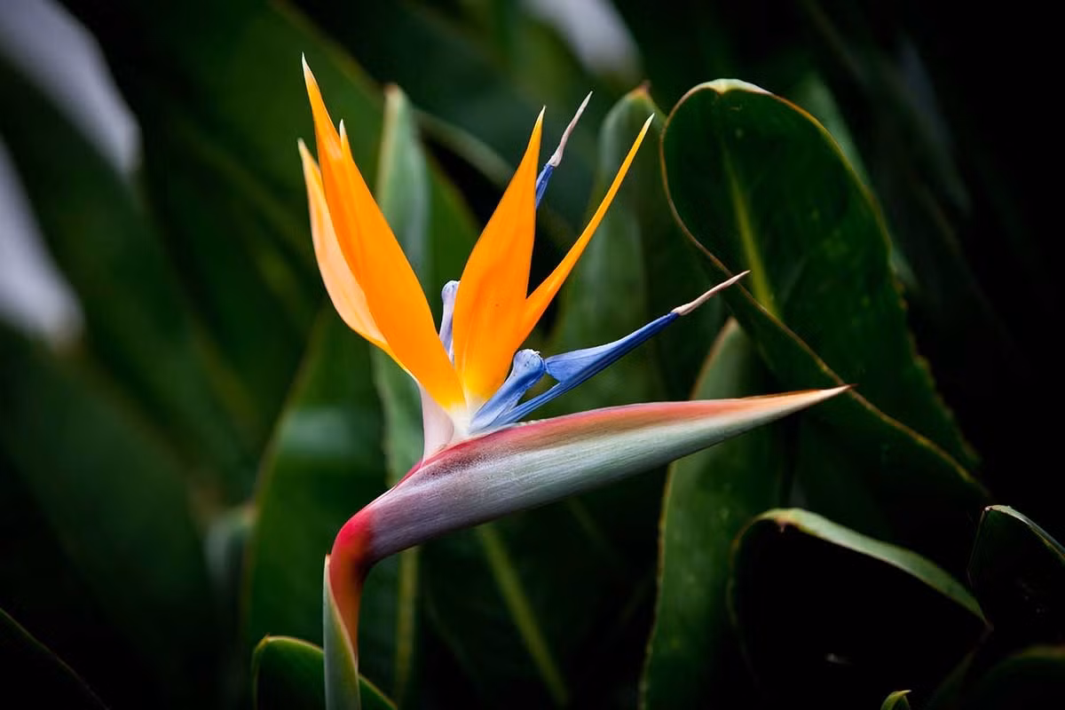 Chuối thiên điểu (Strelitzia reginae) thuộc họ Chuối rẻ quạt (Strelitziaceae), cao 2 m, có nguồn gốc từ Nam Phi. Loài cây cảnh phổ biến này có hoa màu cam và lam. Hoa nở từng bông trong một lá bắc hình mỏ chim.
