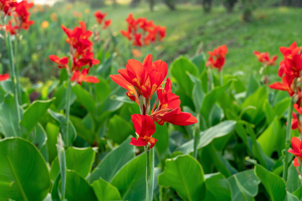 Chuối hoa (Canna indica) thuộc họ Chuối hoa (Cannacea), cao 2m, có nguồn gốc từ Nam Mỹ. Loài cây này có hoa khác thường, trong đó một vài "cánh hoa" thực ra là nhị hoa tạo phấn biến dạng. Nhiều dạng khác nhau của chúng đã được phát triển để làm cây cảnh.