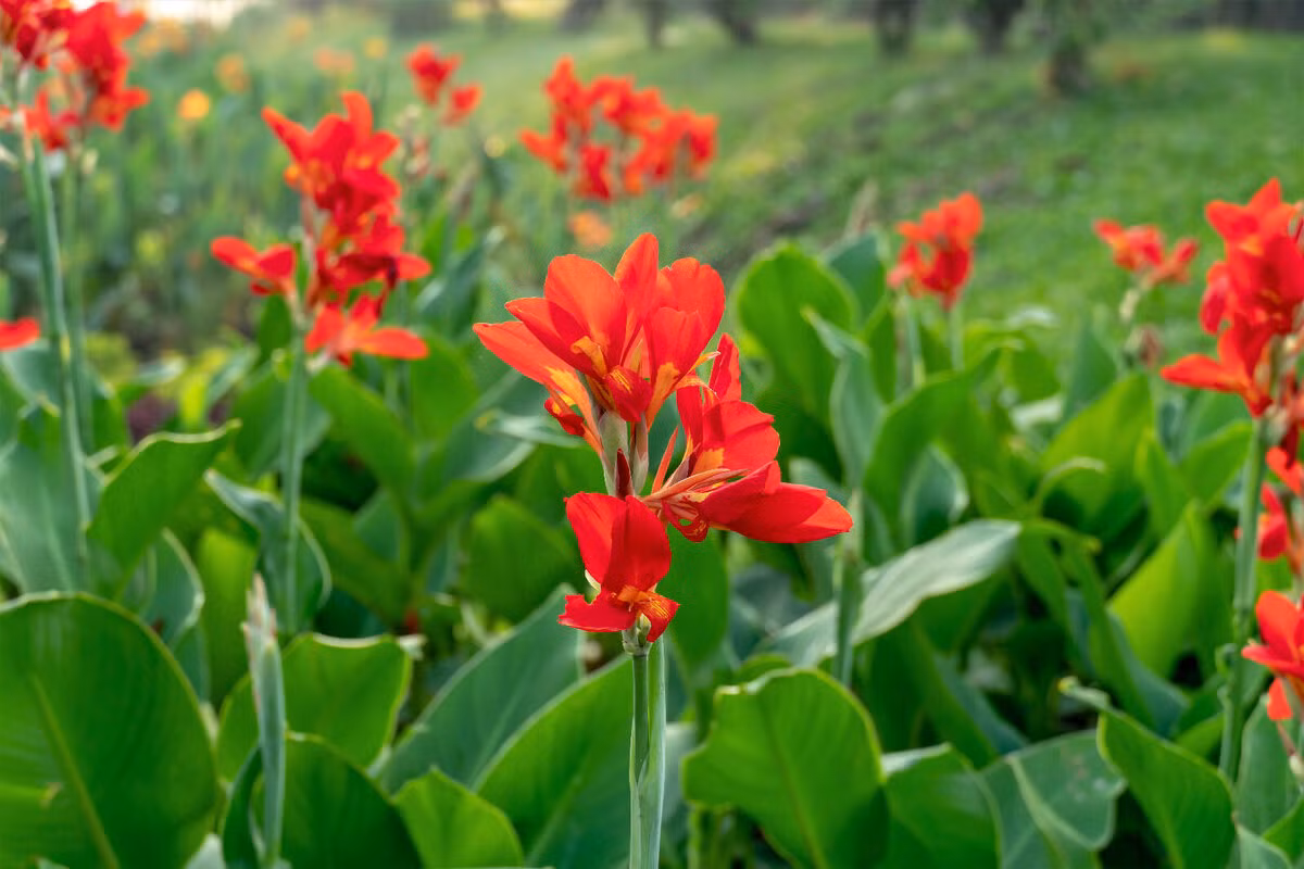 Chuối hoa (Canna indica) thuộc họ Chuối hoa (Cannacea), cao 2m, có nguồn gốc từ Nam Mỹ. Loài cây này có hoa khác thường, trong đó một vài "cánh hoa" thực ra là nhị hoa tạo phấn biến dạng. Nhiều dạng khác nhau của chúng đã được phát triển để làm cây cảnh.