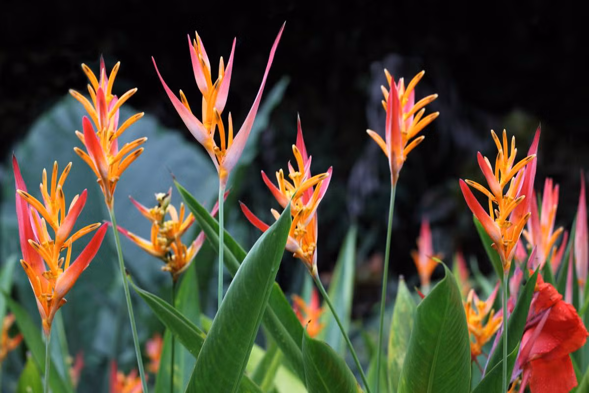 Chuối mỏ két (Heliconia psittacorum) thuộc họ Chuối pháo (Heliconiaceae), cao 0,9-1,8m, phân bố ở vùng Caribbean và Trung - Nam Mỹ. Khác với họ hàng gần là chuối pháo, loài cây này có thể tự thụ phấn do hoa có cả bộ phận đực (nhị) và bộ phận cái (nhụy). Cả chuối mỏ két và chuối pháo đều là cây cảnh được trồng rộng rãi.