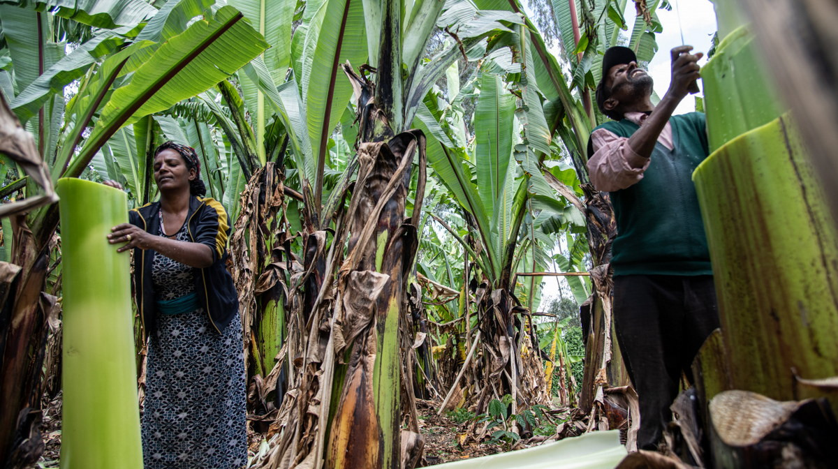 Chuối Ethiopia (Ensete ventricosum) thuộc họ Chuối (Musaceae), cao 12m, là loài cây bản địa của châu Phi. Còn được gọi là chuối giả, chúng đang được coi là loài cây có khả năng cứu đói cho lục địa Đen. Cư dân Ethiopia đã trồng chuối giả từ lâu để lấy phần củ và thân giàu tinh bột làm thực phẩm.