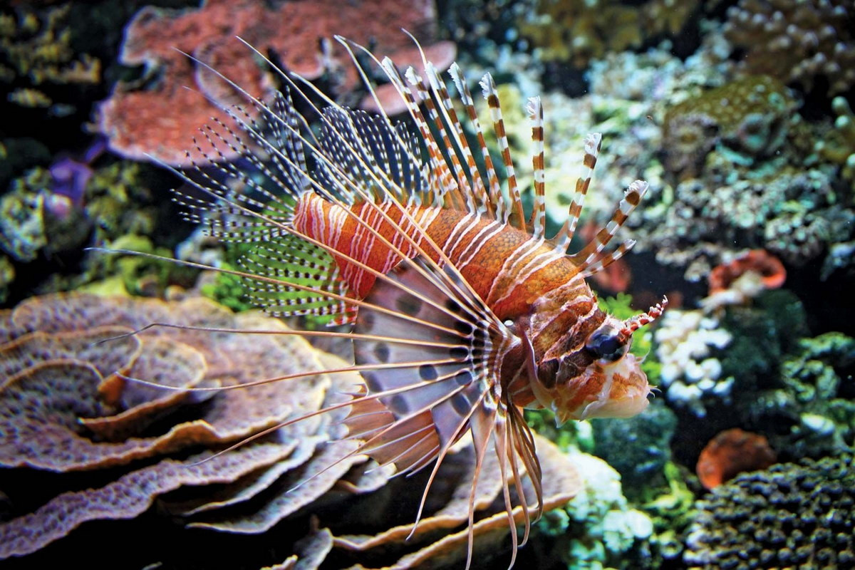 Cá mao tiên vây rời (Pterois volitans) dài 38cm, sống ở các rạn san hô khu vực Ấn Độ Dương - Thái Bình Dương. Các sọc màu rực rỡ của loài cá này cảnh báo cho kẻ thù rằng chúng có gai độc ở vây lưng.