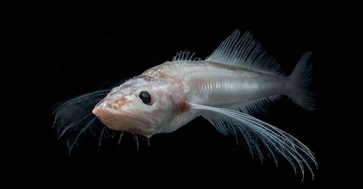 Cá dầu Baikal lớn (Comephorus baikalensis) dài 21cm, là loài cá đặc hữu của hồ Baikal ở Nga. Khoảng một phần tư cơ thể loài cá này là dầu, giúp chúng duy trì sự cân bằng khi bơi ở mực nước sâu. Chúng cũng là nguồn thức ăn chính của loài hải cẩu Baikal.