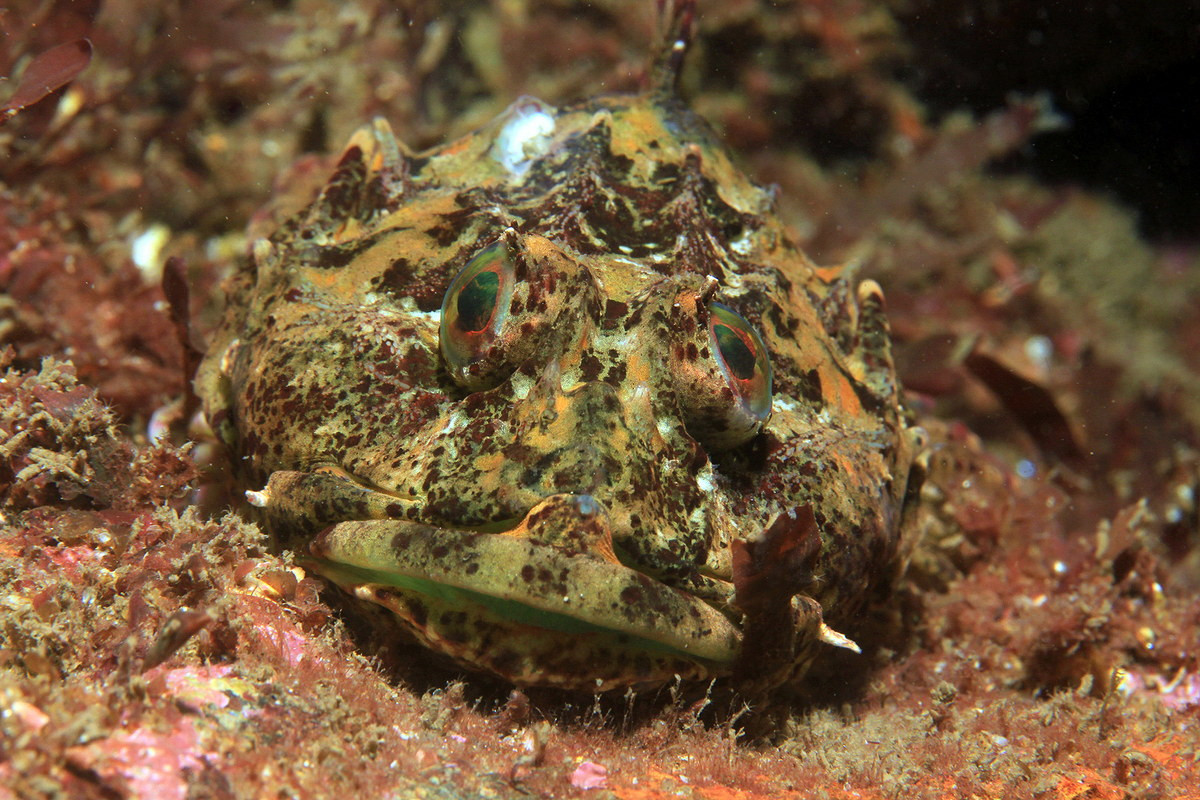 Cá bống biển gai dài (Taurulus bubalis) dài 25cm, phân bố ở các vùng biển phía Tây châu Âu. Màu sắc của loài cá sống ven bờ này đa dạng, thay đổi tùy theo môi trường xung quanh. Chẳng hạn, những con cá sống giữa tảo biển đỏ thì có màu đỏ.