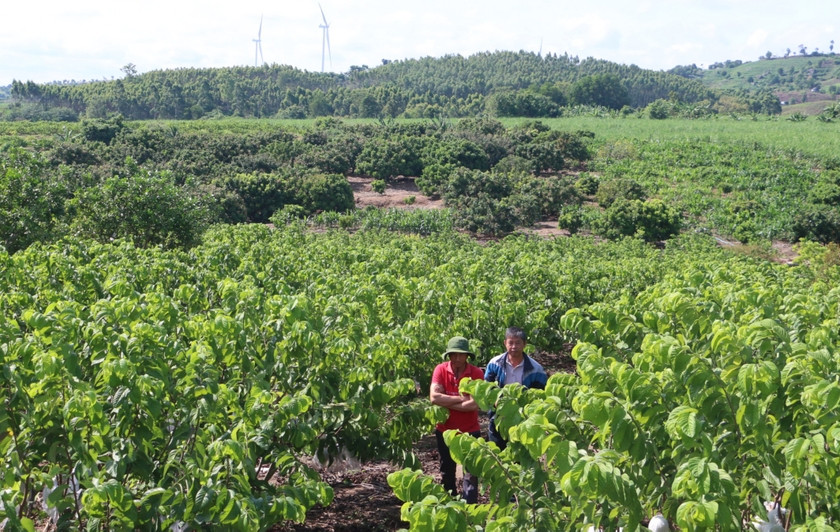 Vùng Đông Trường Sơn xuất hiện những vườn na hoàng hậu, nhãn sai lúc lỉu Vung Dong Truong Son xuat hien nhung vuon na hoang hau, nhan sai luc liu