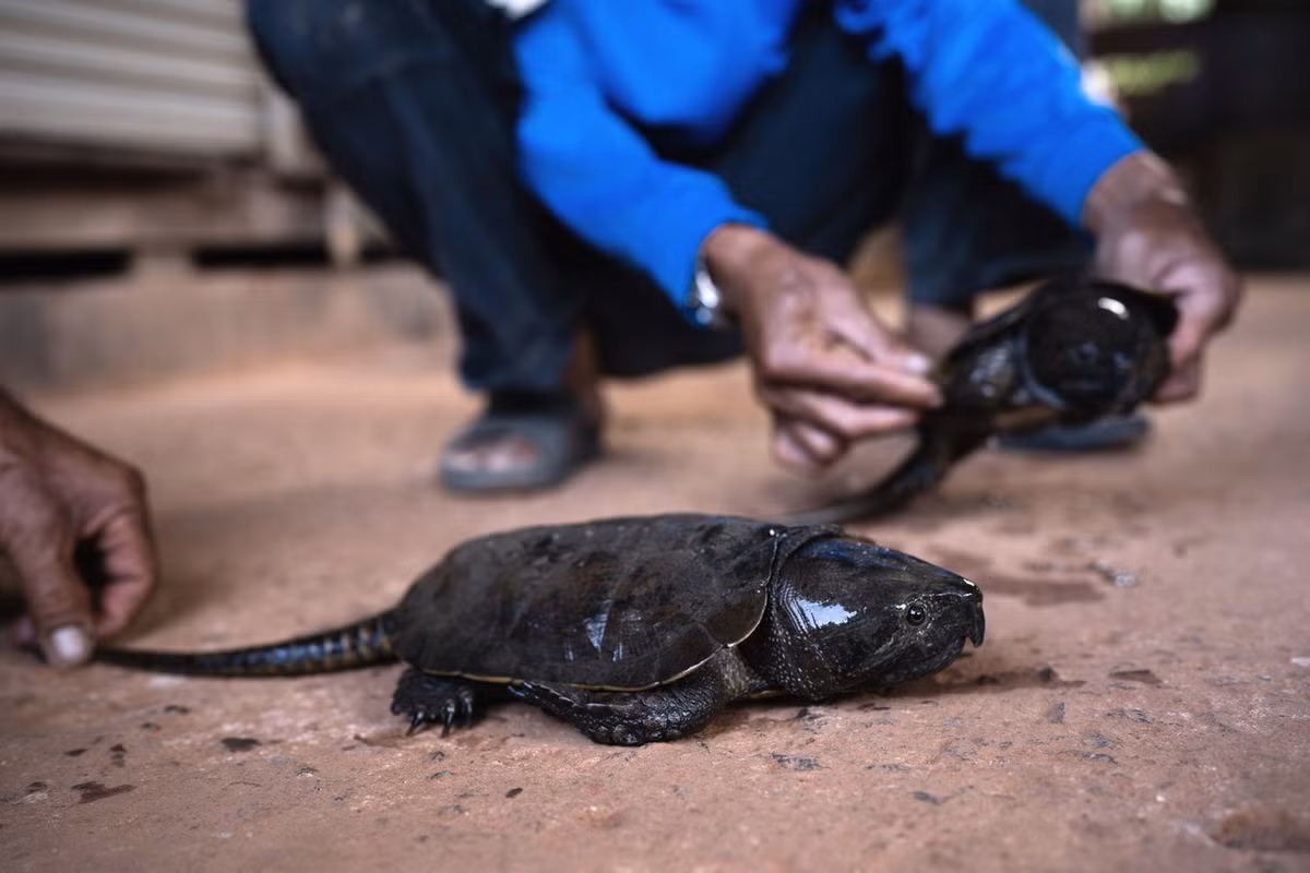 Chúng đã được xếp vào diện loài Nguy cấp trong Sách Đỏ Việt Nam và Sách Đỏ của Liên minh Bảo tồn Thiên nhiên Quốc tế (IUCN). Ảnh: The GEF Small Grants Programme Thailand.