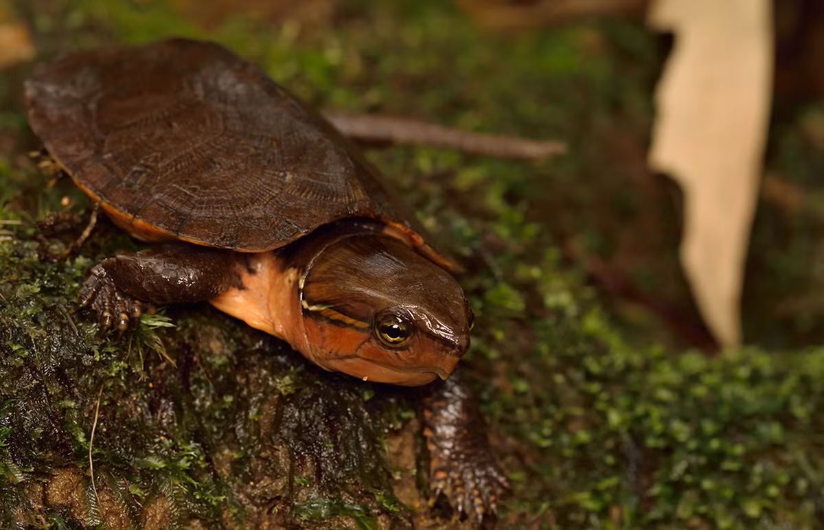 Đây là một loài rùa cỡ nhỏ, có chiều dài không quá 25 cm khi trưởng thành. Đặc điểm nhận dạng của chúng là có cái đầu rất to, không thụt vào trong mai được. Ảnh: Shutterstock.