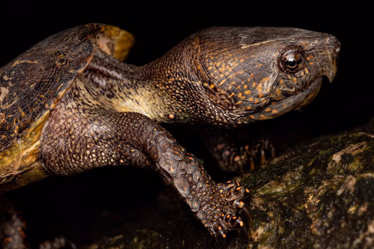 Dù có diện phân bố rộng, hiện nay số lượng rùa đầu to ở Việt Nam đang suy giảm nghiêm trọng do rừng nguyên sinh mất dần và đặc biệt là do tình trạng săn bắt quá mức để mua bán trao đổi với nước ngoài. Ảnh: Hong Kong Snake ID.