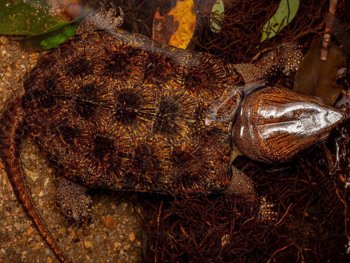 Ban ngày rùa đầu to ẩn dưới các tảng đá hoặc phơi nắng bên bờ suối, lúc xẩm tối hoặc ban đêm mới ra ngoài kiếm ăn. Thức ăn là cá nhỏ, động vật thân mềm, cua, giun đất và những động vật không xương sống khác. Ảnh: Hong Kong Snake ID.