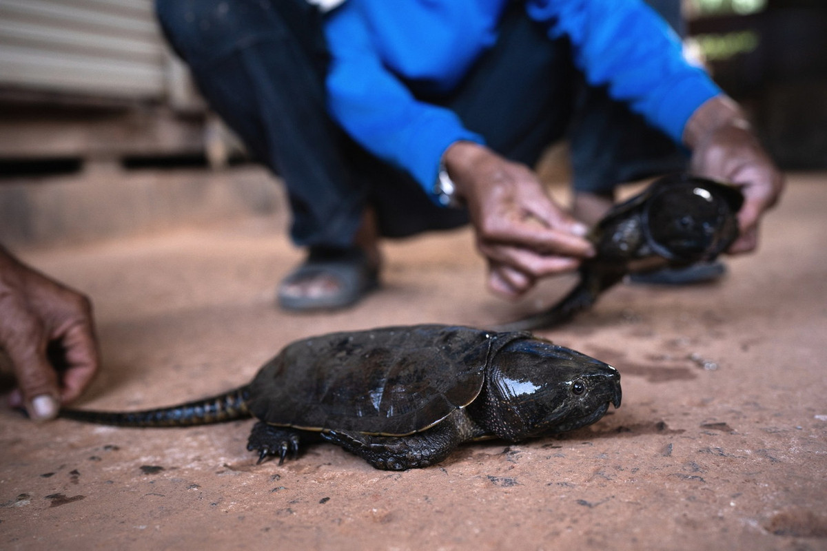 Chúng đã được xếp vào diện loài Nguy cấp trong Sách Đỏ Việt Nam và Sách Đỏ của Liên minh Bảo tồn Thiên nhiên Quốc tế (IUCN). Ảnh: The GEF Small Grants Programme Thailand.