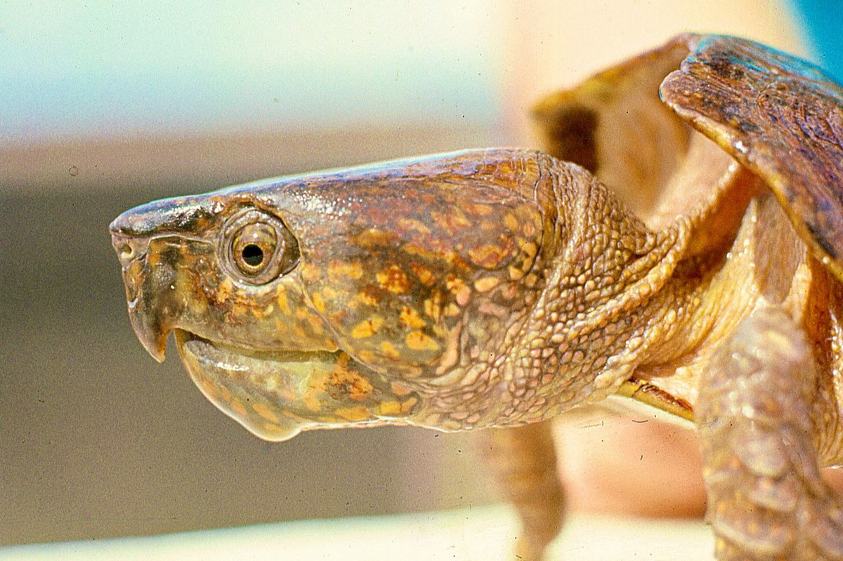 Các chuyên gia khuyến cáo người dân tuyệt đối không săn bắt, buôn bán rùa đầu to (một số người đã bị xử lý hình sự vì các hành vi này), cần tổ chức nhận nuôi trong các khu vực phân bố và đưa một số cá thể về nuôi ở vườn thú để bảo vệ nguồn gene. Ảnh: Zoology Jottings.