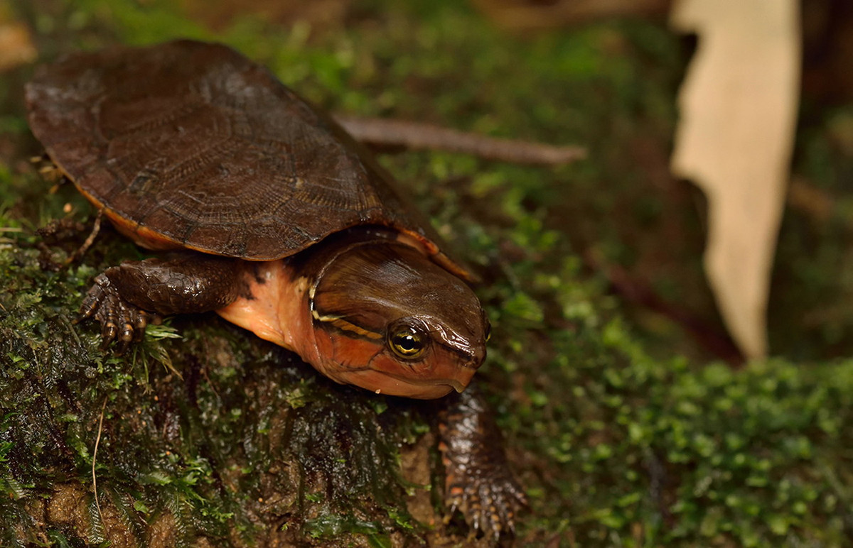 Đây là một loài rùa cỡ nhỏ, có chiều dài không quá 25 cm khi trưởng thành. Đặc điểm nhận dạng của chúng là có cái đầu rất to, không thụt vào trong mai được. Ảnh: Shutterstock.