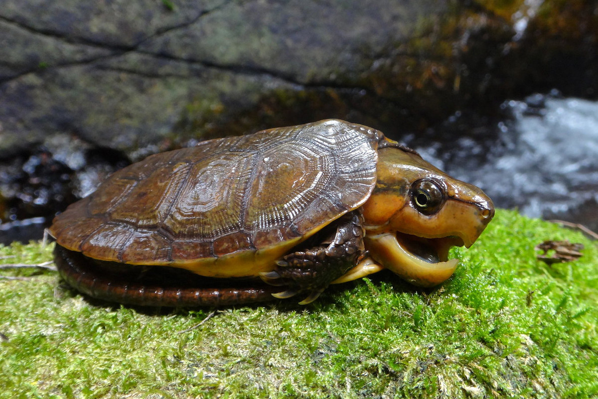 Bên đầu của loài rùa này thường có một vệt vàng nhạt chạy từ mắt tới cổ. Hàm trên tạo thành móc giống như mỏ chim vẹt, nên chúng còn được gọi là rùa mỏ vẹt. Xương sọ của rùa đầu to đặc và dày. Ảnh: Tommy Flickr.