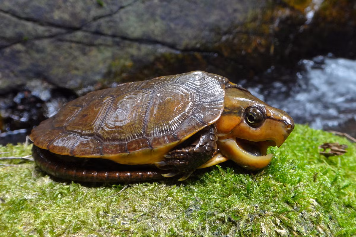 Bên đầu của loài rùa này thường có một vệt vàng nhạt chạy từ mắt tới cổ. Hàm trên tạo thành móc giống như mỏ chim vẹt, nên chúng còn được gọi là rùa mỏ vẹt. Xương sọ của rùa đầu to đặc và dày. Ảnh: Tommy Flickr.
