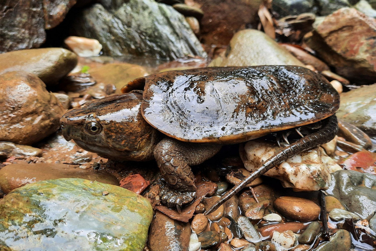 Mai rùa màu nâu, dẹp, một đặc điểm thích nghi với việc chui luồn dưới các phiến đá. Bụng rùa màu vàng rất nhạt. Lưng rùa cao ở đỉnh, có gờ rất rõ. Đuôi rùa dài gần bằng dài thân. Ảnh: Asian Turtle Program.