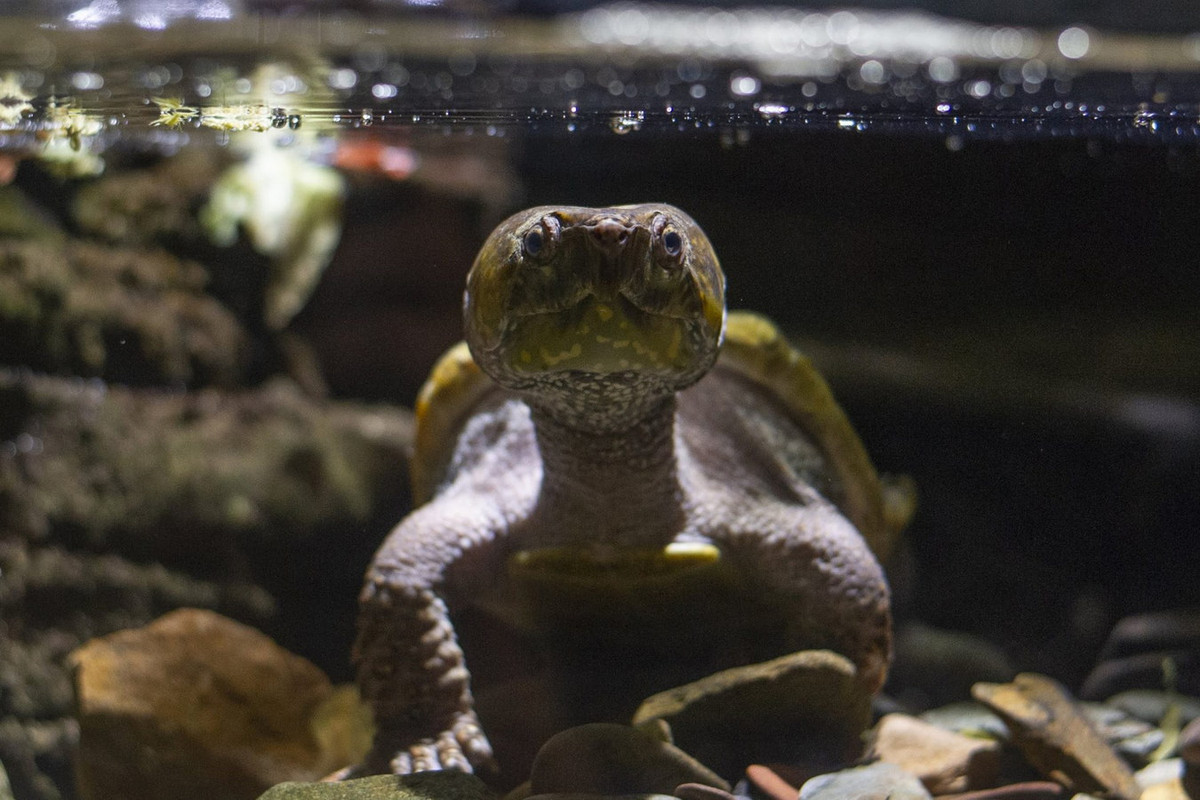 Ở Việt Nam, rùa đầu to hiện diện ở các Vườn quốc gia Hoàng Liên, Ba Bể, Phong Nha - Kẻ Bàng, Tam Đảo, Khu bảo tồn Tây Yên Tử và phân bố ở cả khu vực Miền Trung (Quảng Trị), vào đến Tây Nguyên. Ảnh: Tennessee Aquarium.