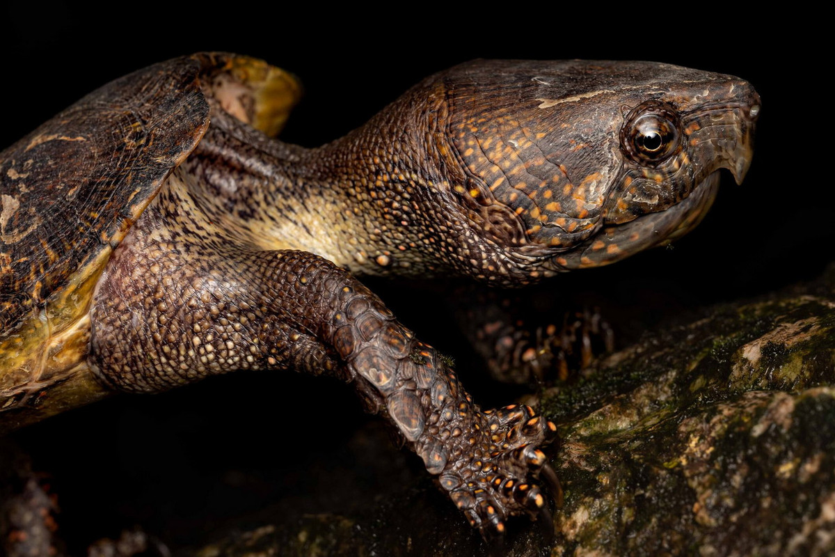 Dù có diện phân bố rộng, hiện nay số lượng rùa đầu to ở Việt Nam đang suy giảm nghiêm trọng do rừng nguyên sinh mất dần và đặc biệt là do tình trạng săn bắt quá mức để mua bán trao đổi với nước ngoài. Ảnh: Hong Kong Snake ID.