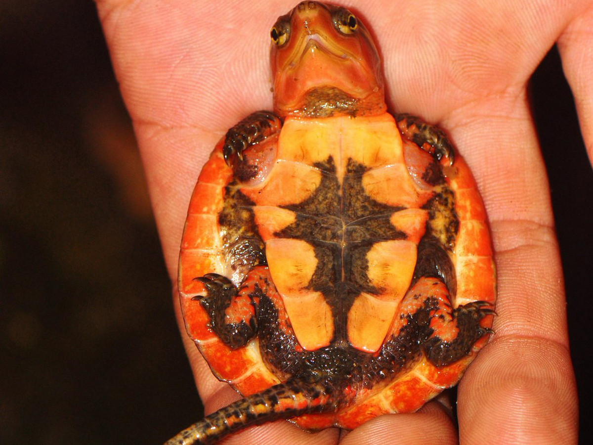 Mỗi năm, rùa đẻ hai trứng vào mùa hè. Rùa con sinh trưởng chậm, mất tới 9 năm để đạt kích thước trưởng thành. Ảnh: Dr. Jonathan Kolby.