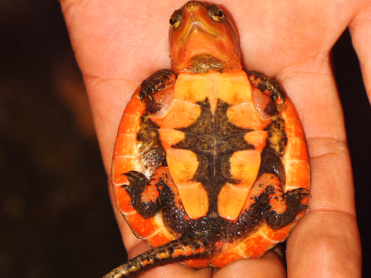 Mỗi năm, rùa đẻ hai trứng vào mùa hè. Rùa con sinh trưởng chậm, mất tới 9 năm để đạt kích thước trưởng thành. Ảnh: Dr. Jonathan Kolby.