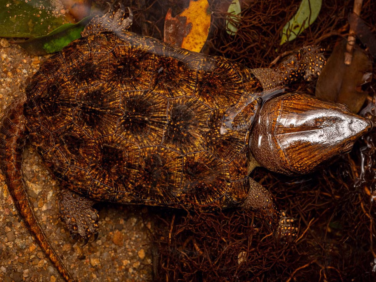 Ban ngày rùa đầu to ẩn dưới các tảng đá hoặc phơi nắng bên bờ suối, lúc xẩm tối hoặc ban đêm mới ra ngoài kiếm ăn. Thức ăn là cá nhỏ, động vật thân mềm, cua, giun đất và những động vật không xương sống khác. Ảnh: Hong Kong Snake ID.