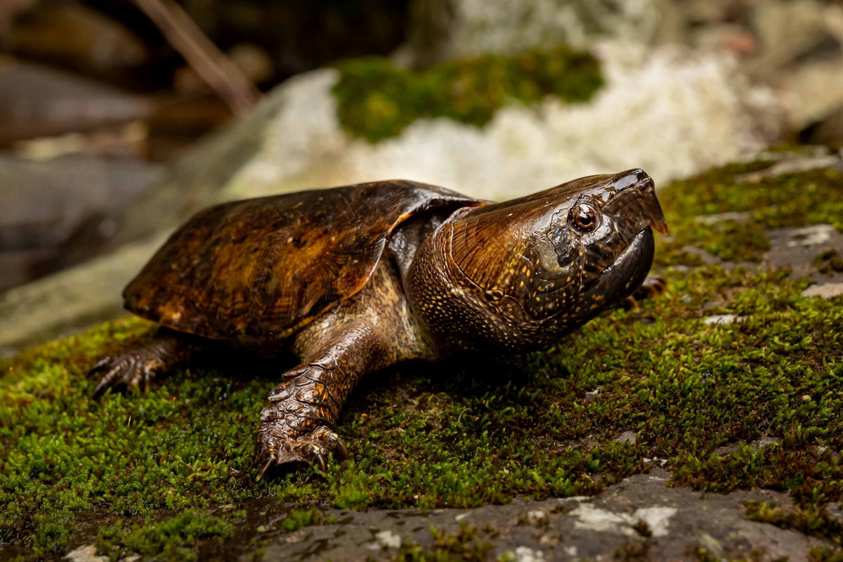 Trên thế giới, loài rùa này phân bố ở Myanmar, Thái Lan, Lào, Campuchia, miền Nam Trung Quốc. Ảnh: Hong Kong Snake ID.