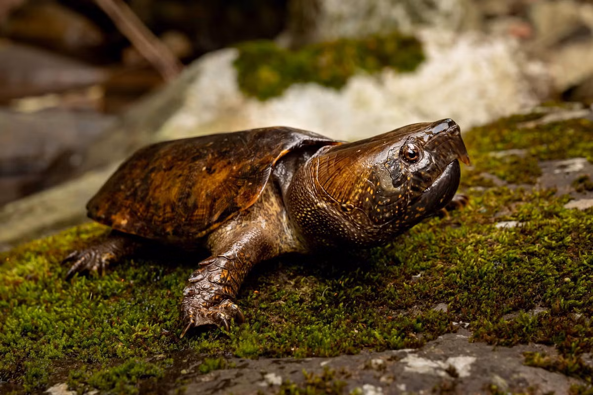 Trên thế giới, loài rùa này phân bố ở Myanmar, Thái Lan, Lào, Campuchia, miền Nam Trung Quốc. Ảnh: Hong Kong Snake ID.