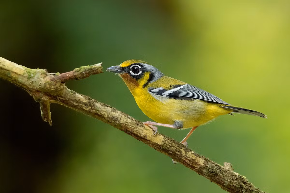 Khướu mỏ quặp tai đen (Pteruthius melanotis) dài 11-12 cm, là loài định cư, không phổ biến đến tương đối phổ biến tại Tây Bắc, Đông Bắc, Bắc và Trung Trung Bộ. Chúng sống ở rừng lá rộng thường xanh, độ cao 1.200-2.200 m.