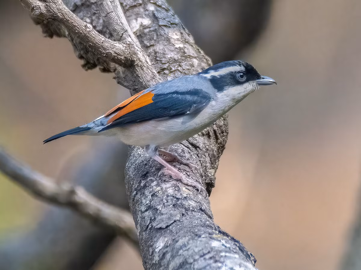 Khướu mỏ quặp mày trắng (Pteruthius aeralatus) dài 16-18 cm, là loài định cư tương đối phổ biến tại Tây Bắc, Đông Bắc, Bắc và Trung Trung Bộ. Chúng được ghi nhận ở rừng lá rộng thường xanh, rừng hỗn giao giữa lá rộng thường xanh và cây lá kim, độ cao 700-2.500 m.