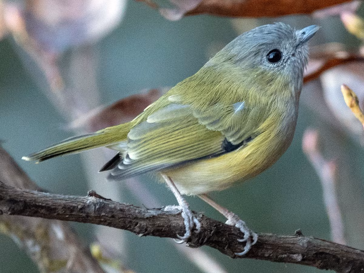 Khướu mỏ quặp Ngọc Linh (Pteruthius xanthochlorus) dài 12-13 cm, là loài định cư hiếm tại phía Tây của Trung Trung Bộ (dãy núi Ngọc Linh, Kon Tum). Sinh cảnh của loài này là rừng lá rộng thường xanh, độ cao 1.700-2.600 m, thường kiếm ăn theo đàn hỗn hợp, đi một mình hoặc đôi, di chuyển chậm.