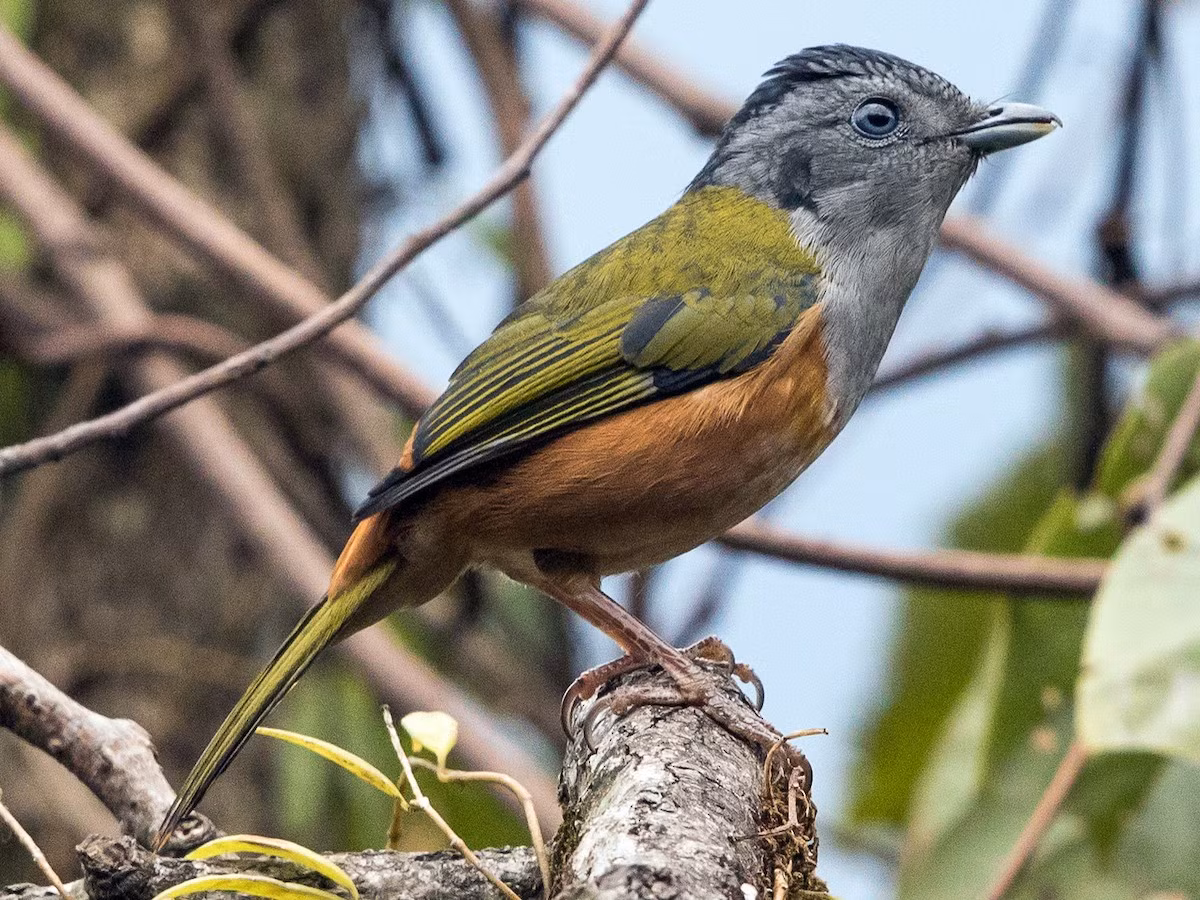  Khướu mỏ quặp bụng hung (Pteruthius rufiventer) dài 20-21 cm, là loài định cư hiếm đến không phổ biến tại Tây Bắc (VQG Hoàng Liên Sa Pa). Sinh cảnh của loài chim này là rừng lá rộng thường xanh, độ cao 1.200-2.600 m. Ảnh: eBird.