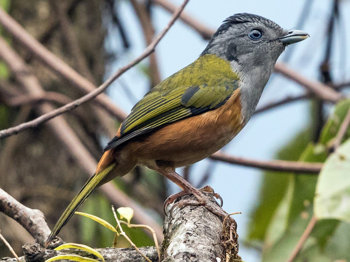  Khướu mỏ quặp bụng hung (Pteruthius rufiventer) dài 20-21 cm, là loài định cư hiếm đến không phổ biến tại Tây Bắc (VQG Hoàng Liên Sa Pa). Sinh cảnh của loài chim này là rừng lá rộng thường xanh, độ cao 1.200-2.600 m. Ảnh: eBird.