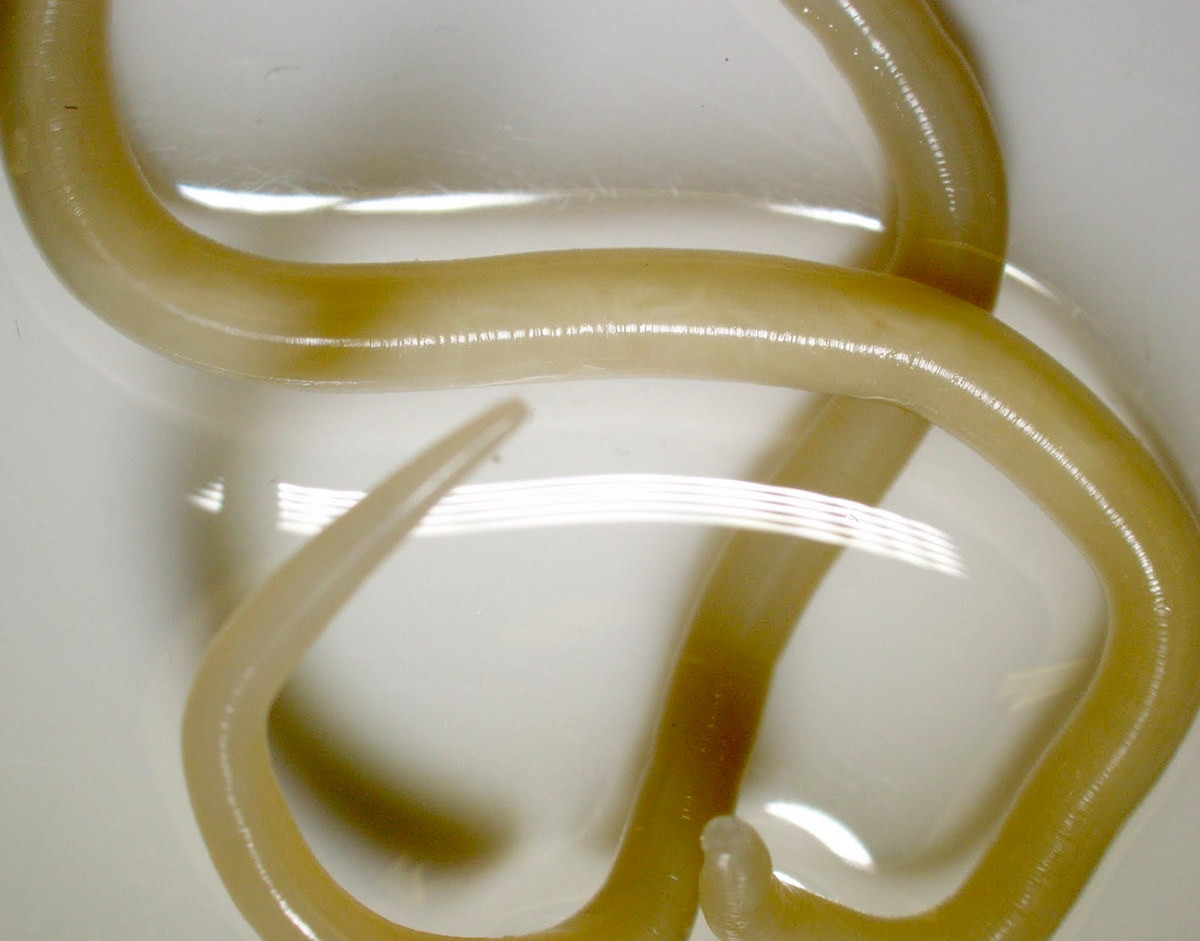 Giun đũa (chi Ascaris) dài 15-35 cm, ký sinh ở người. Chúng xâm nhập vào ruột người theo thức ăn bị nhiễm bẩn, sau đó nhiễm vào phổi. Việc nhiễm giun đũa phổ biến trên người ở các vùng có điều kiện vệ sinh kém.