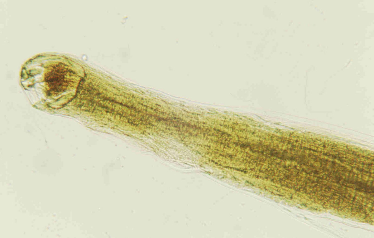 Giun móc Cựu thế giới (Ancylostoma duodenale) dài 8-15 mm, ký sinh ở người, chó và mèo. Chúng sống trong ruột non của vật chủ, nơi chúng có thể giao phối và trưởng thành. Nhiễm giun móc là một trong những nguyên nhân chính gây thiếu máu mạn tính.