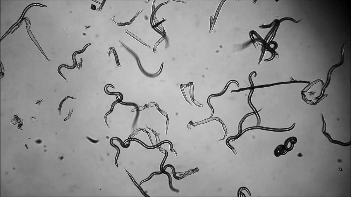Giun móc Tân thế giới (Necator americanus) dài 5-11 mm, là loài ký sinh ở người, chó và mèo. Ấu trùng của loài giun tròn này xâm nhập vào da và di chuyển trong máu để tới phổi vật chủ. Chúng bò đến cổ họng, được nuốt vào và trưởng thành trong ruột vật chủ.