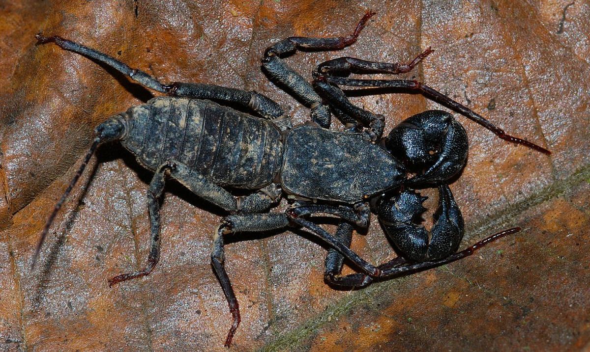 Nhện bọ cạp đuôi roi (chi Thelyphonus) dài 2-3 cm, phân bố ở Đông Nam Á. Các loài động vật Hình nhện thuộc chi này có ngoại hình gần giống bọ cạp đích thực, với khác biệt lớn nhất là đuôi dạng roi, không có ngòi châm và nọc độc. Dù vậy, chúng có thể phun dung dịch axit từ bụng.