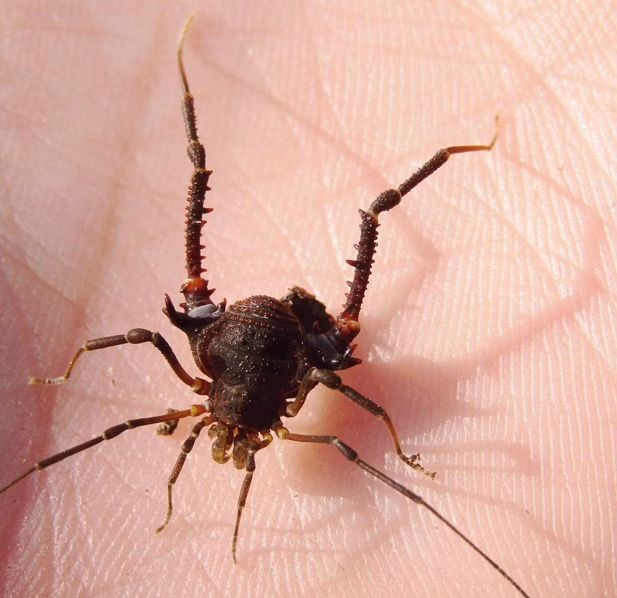 Chôm chôm gai (chi Discocyrtus) dài 1-1,5 cm, phân bố ở Nam Mỹ. Các loài chôm chôm trong chi này sống dưới các tảng đá và khúc cây đổ trong rừng. Chúng có chân sau đầy gai để tự về trước các loài săn mồi.