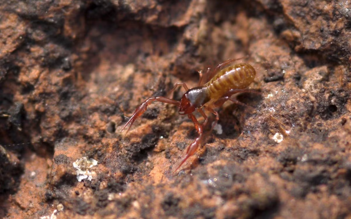 Bọc cạp giả đầu rộng (Chthonius ischnocheles) dài 2 mm, phân bố ở châu Âu. Sống ở khu vực khô cằn, loài này thường hoạt động vào ban đêm và tránh ánh sáng mặt trời trực tiếp. Chúng ăn các con mồi nhỏ như ký sinh trùng, côn trùng và giun.