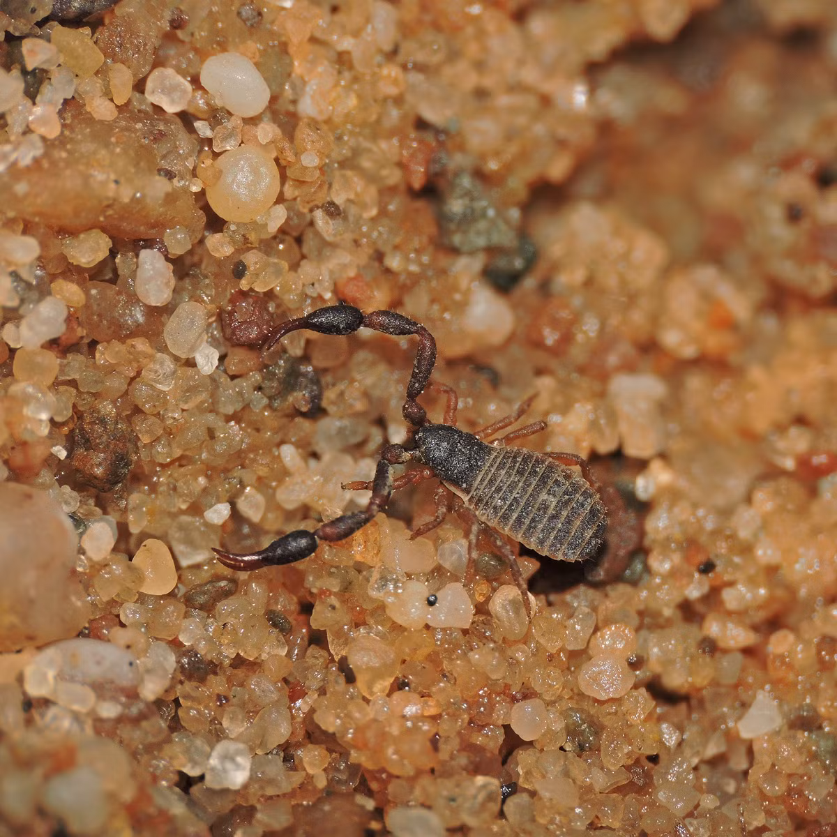 Bọ cạp giả Dactylochelifer latreillei dài 3 mm, phân bố ở châu Âu. Loài này sống ở gốc của các loại cỏ mọc trên bờ biển. Chúng giết con mồi bằng đôi càng có nọc độc.