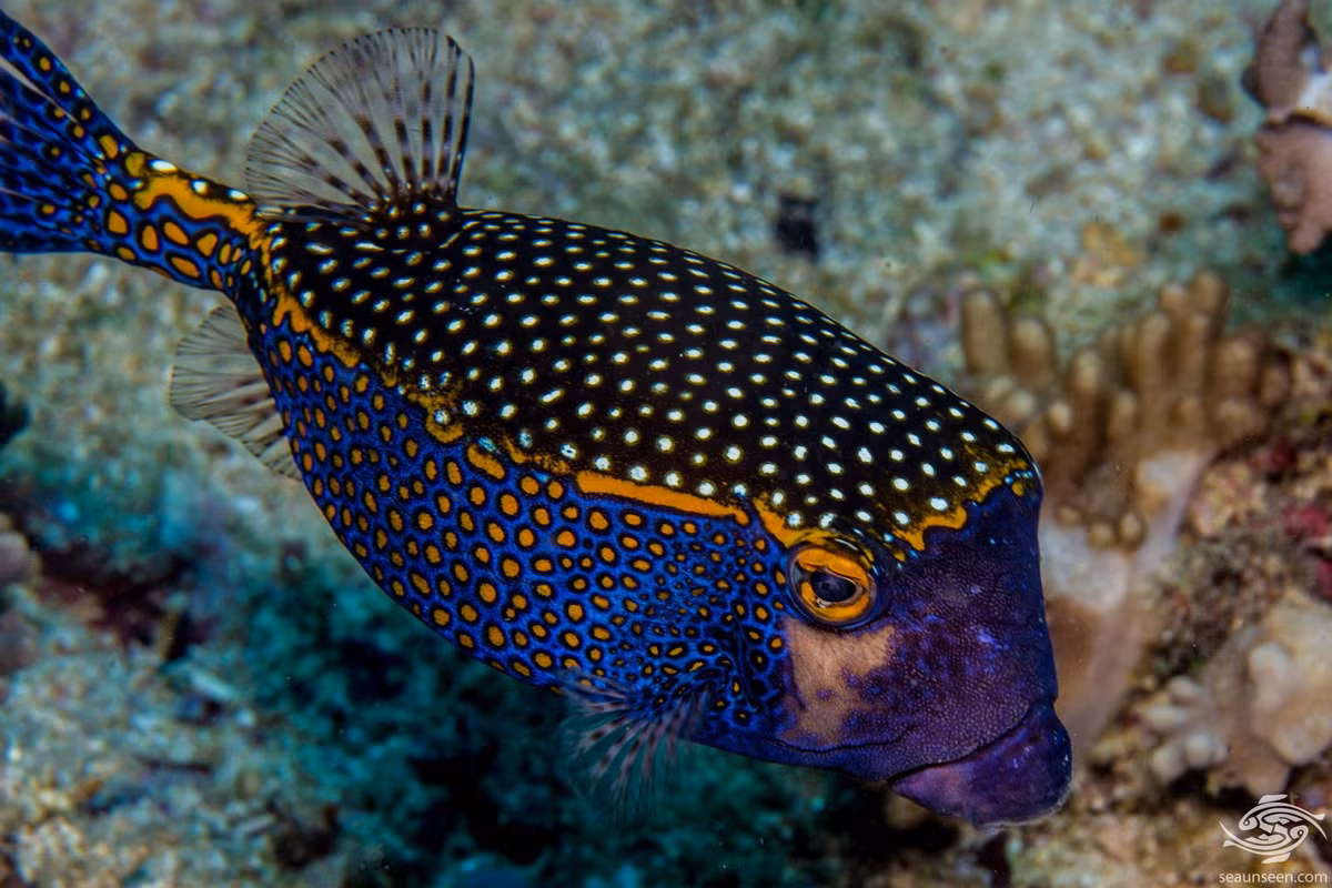 Cá nóc hòm đốm (Ostracion meleagris) thuộc họ Cá nóc hòm (Ostraciidae), dài 25 cm, phân bố ở Ấn Độ Dương - Thái Bình Dương. Loài cá này khiến các động vật săn mồi tránh xa vì cơ thể được bọc trong khung cứng dạng hòm với những tấm xương gắn liền nhau và da có độc.