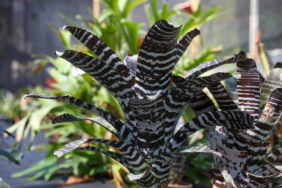 Dứa vằn Amazon (Aechmea chantinii) dài 1 mét, là thực vật bản địa ở các rừng mưa Nam Mỹ. Loài dứa biểu sinh lớn này có những chiếc lá dài vằn vện, rìa có gai. Chúng thụ phấn nhờ chim ruồi.