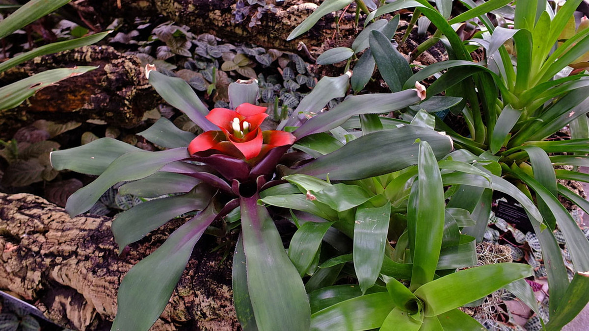 Dứa tổ chim (Nidularium innocentii) dài 30 cm, được ghi nhận ở Brazil. Bông hoa nhỏ của loài thực vật này nằm gọn trong khoảng lõm do các lá bắc màu sắc rực rỡ tạo thành.