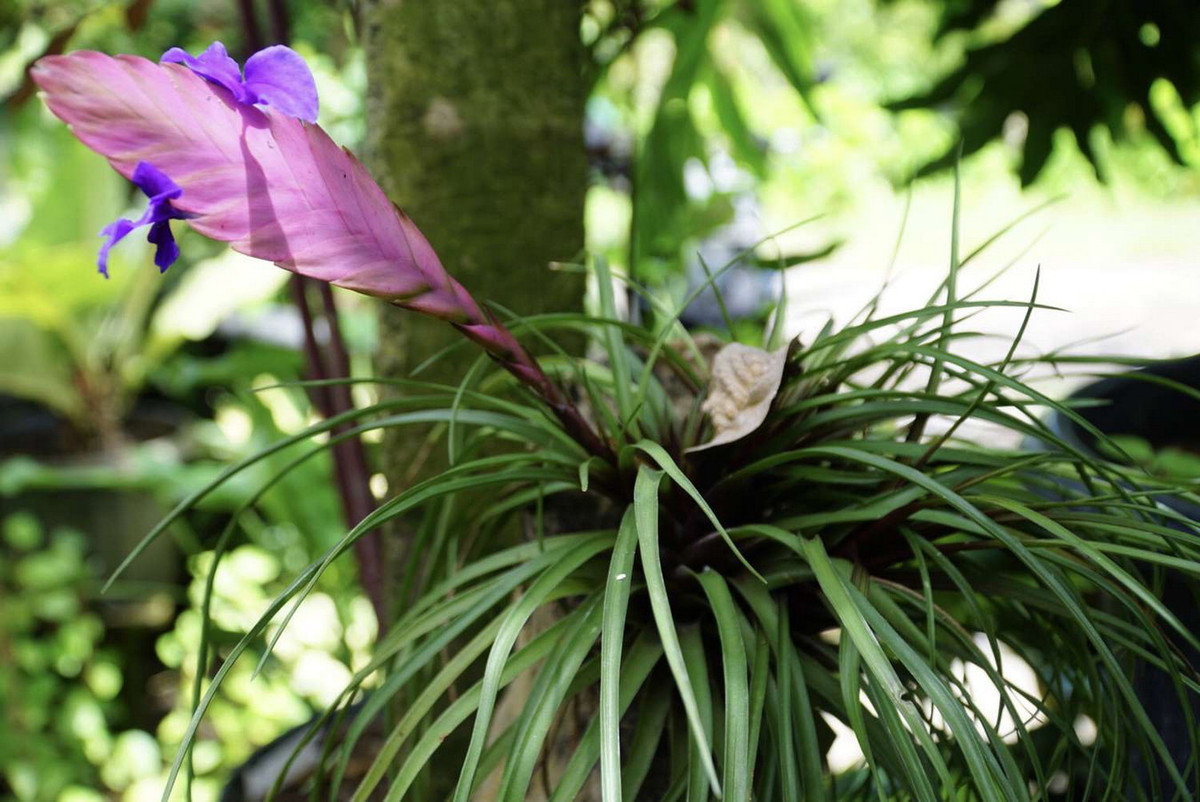 Quạt ba tiêu (Tillandsia cyanea) dài 30 cm, có nguồn gốc từ Ecuador. Loài thực vật họ Dứa này mọc trên các cây gỗ trong rừng ở độ cao từ 600 đến 1.000 mét trên mực nước biển. Hoa của chúng mọc ra từ tán có hình dạng như chiếc quạt.