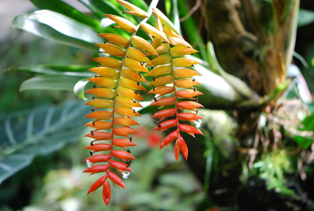 Cây không khí Dyer (Tillandsia dyeriana), được ghi nhận ở các vùng rừng ngập mặn Ecuador. Loài cây có hoa đẹp này đang nguy cấp do sinh cảnh bản địa bị tàn phá. Chúng nằm trong chi Tillandsia, gồm các loài thực vật được gọi là "cây không khí" do có thể sống mà không cần đất.