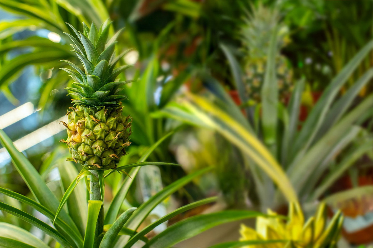 Dứa (Ananas comosus) dài 1,5 mét, nguồn gốc chưa được xác định, có thể là Brazil. Loài cây cho quả to và thơm, ăn được này được Christopher Columbus mang về châu Âu lần đầu tiên sau chuyến khám phá châu Mỹ nổi tiếng trong lịch sử.
