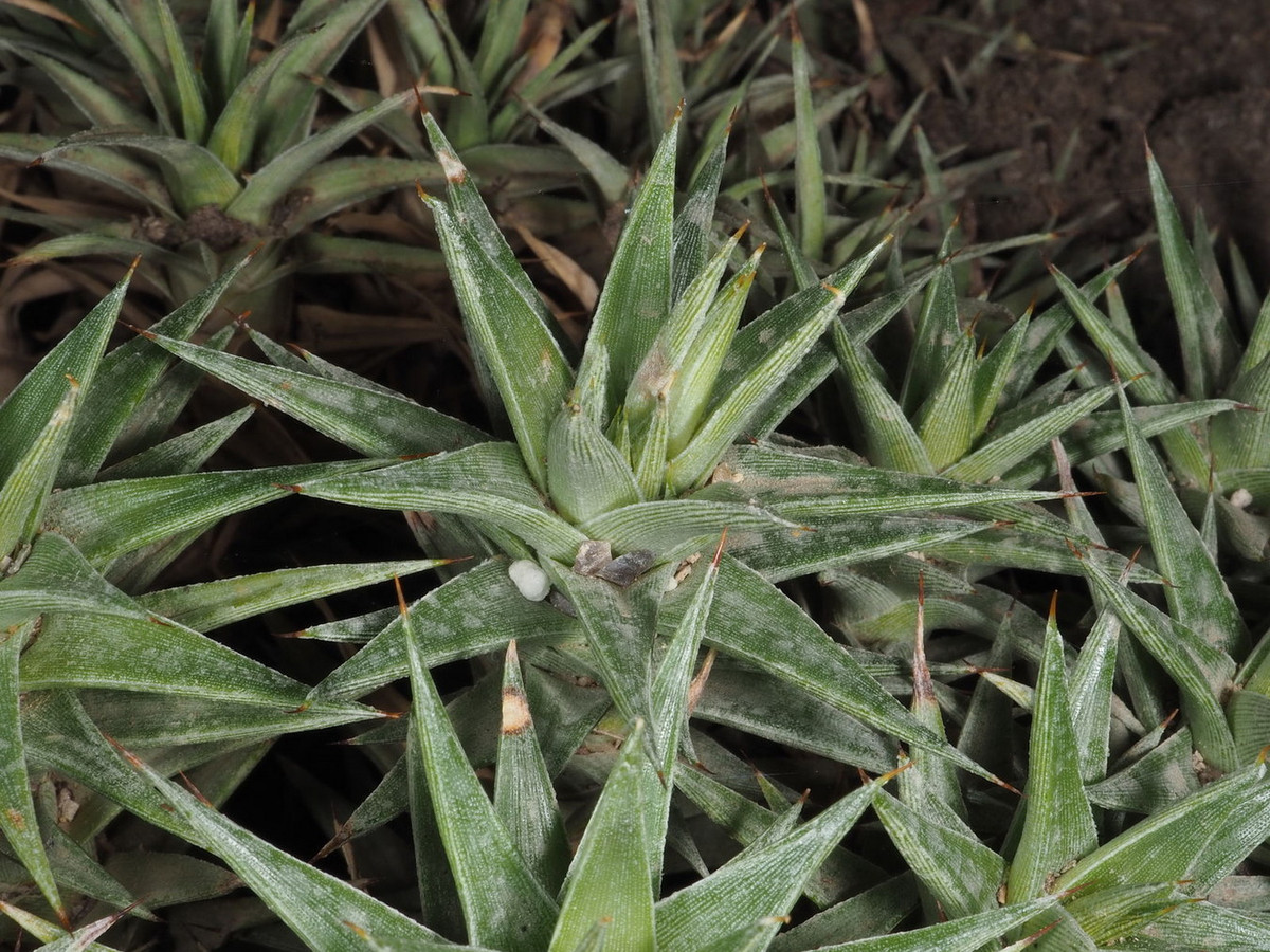 Dứa Lorentz (Deuterocohnia lorentziana) dài 25 cm, là thực vật bản địa ở sinh cành cao và khô trên dãy Andes thuộc Argentina. Loài thực vật này mọc thành bụi trên mặt đất. Chúng có lá mọng nước, giúp sống sót được trong những khoảng thời gian khô hạn.