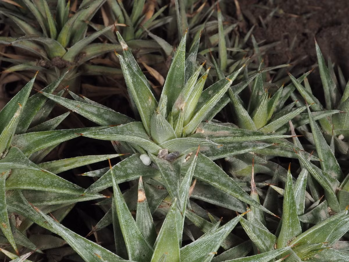 Dứa Lorentz (Deuterocohnia lorentziana) dài 25 cm, là thực vật bản địa ở sinh cành cao và khô trên dãy Andes thuộc Argentina. Loài thực vật này mọc thành bụi trên mặt đất. Chúng có lá mọng nước, giúp sống sót được trong những khoảng thời gian khô hạn.
