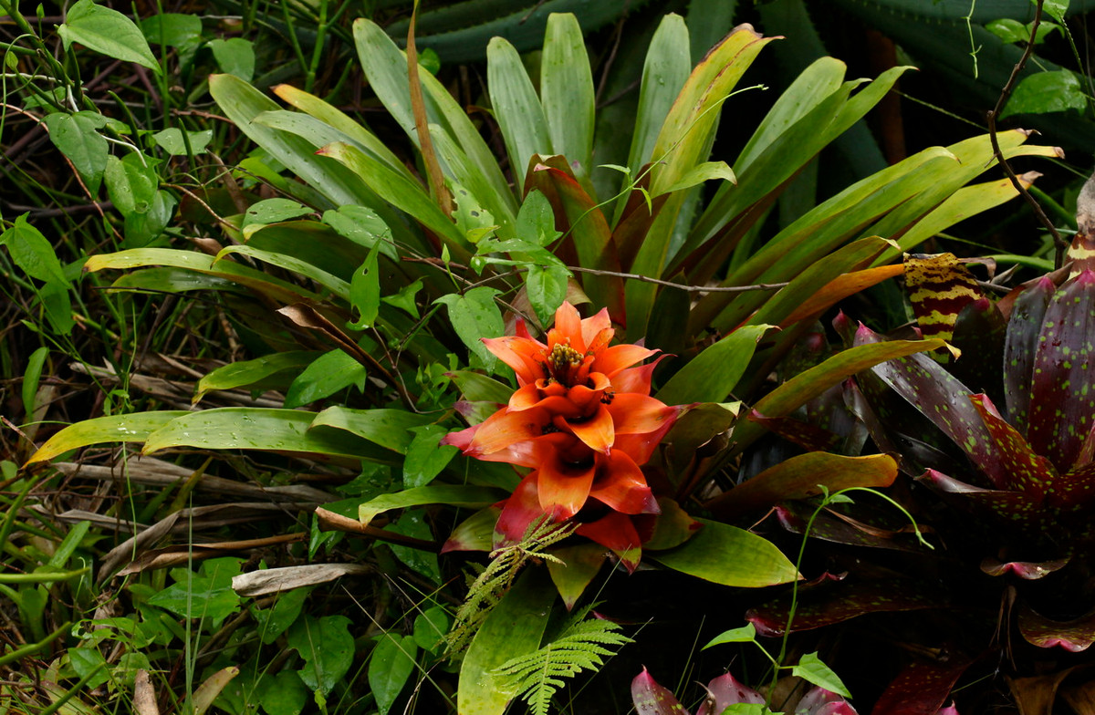 Dứa cảnh lệ (Guzmania lingulata) dài 45cm, phân bố từ Trung Mỹ đến Brazil. Loài dứa này thường sống trên thân cây gỗ, nhưng cũng có thể mọc ở nền rừng. Có hoa (lá bắc) màu sắc hấp dẫn, chúng đã được du nhập vào nhiều quốc gia để làm cây cảnh.