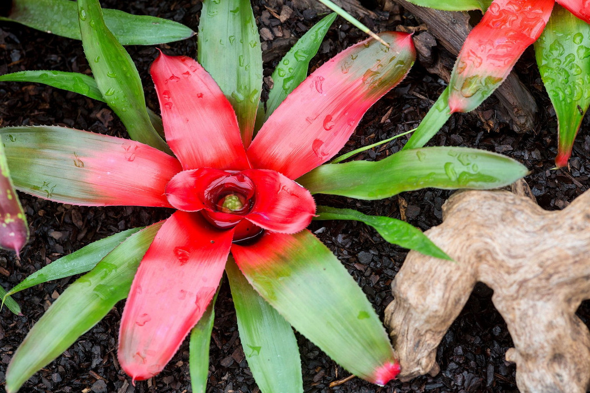 Dứa cảnh hồng tâm (Neoregelia carolinae) dài 30 cm, là thực vật bản địa Brazil. Khi hoa nở, các lá trung tâm của loài cây này từ màu xanh sẽ chuyển sang màu đỏ thẫm. Đây là một loài cây cảnh phổ biến trên thế giới.