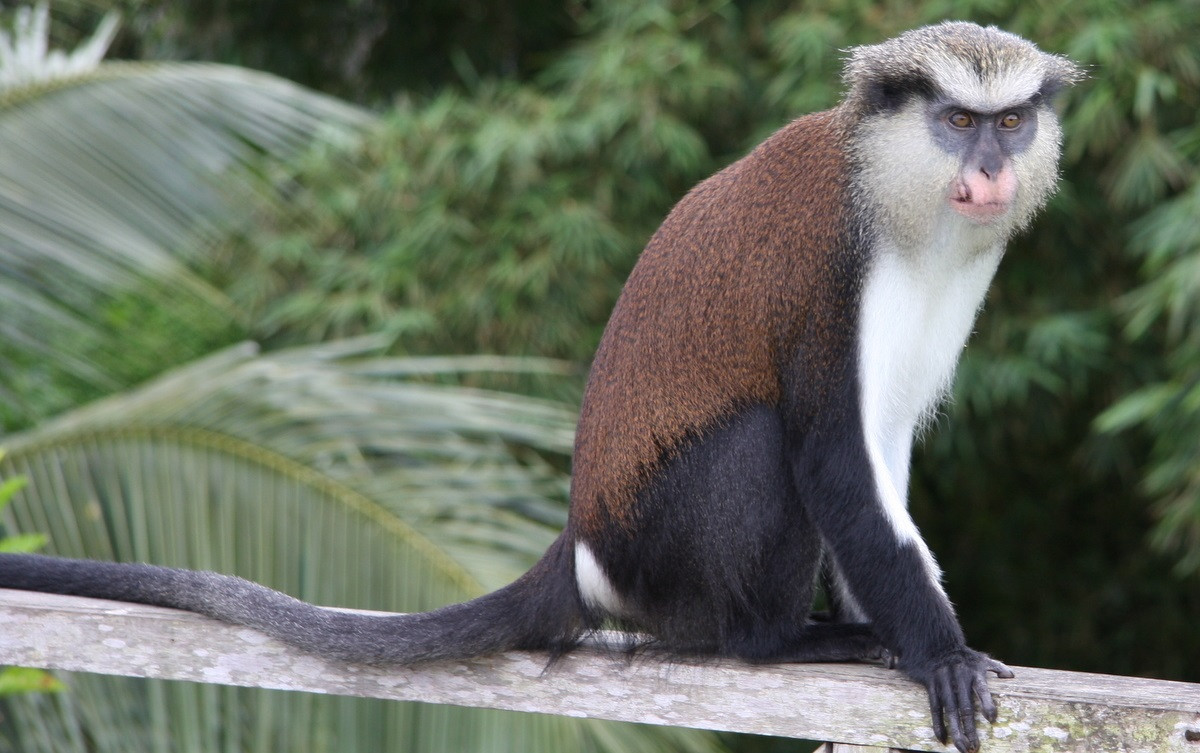 Khỉ Mona (Cercopithecus mona) dài 32-56 cm, cư trú ở các rừng đước và rừng mưa từ Ghana đến Gabon. Loài khỉ sống trên cây này có bộ lông phân hóa thành các mảng màu rõ rệt.