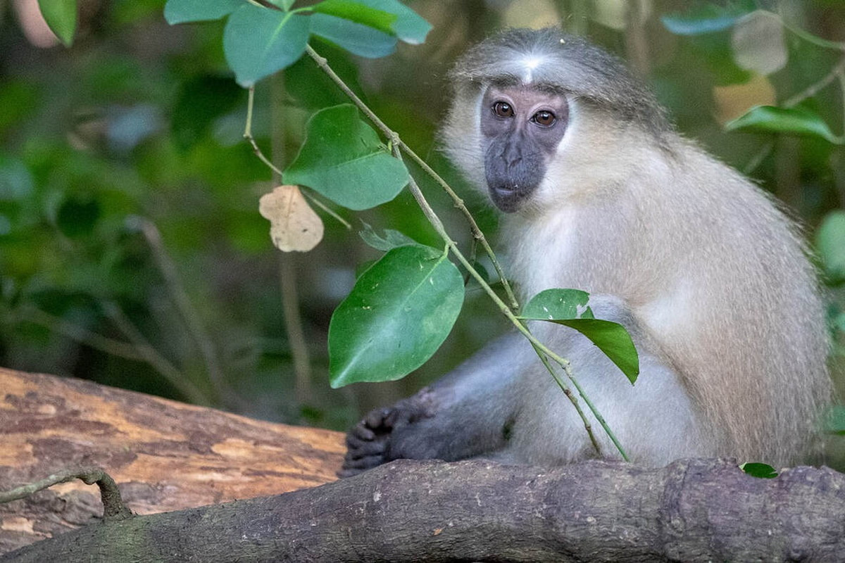 Khỉ xồm sông Tana (Cercopithecus galeritus) dài 44-63 cm, là loài đặc hữu của lưu vực sông Tana, Kenya. Loài khỉ sống trên mặt đất này có răng cửa lớn để phá các loại hạt cứng.